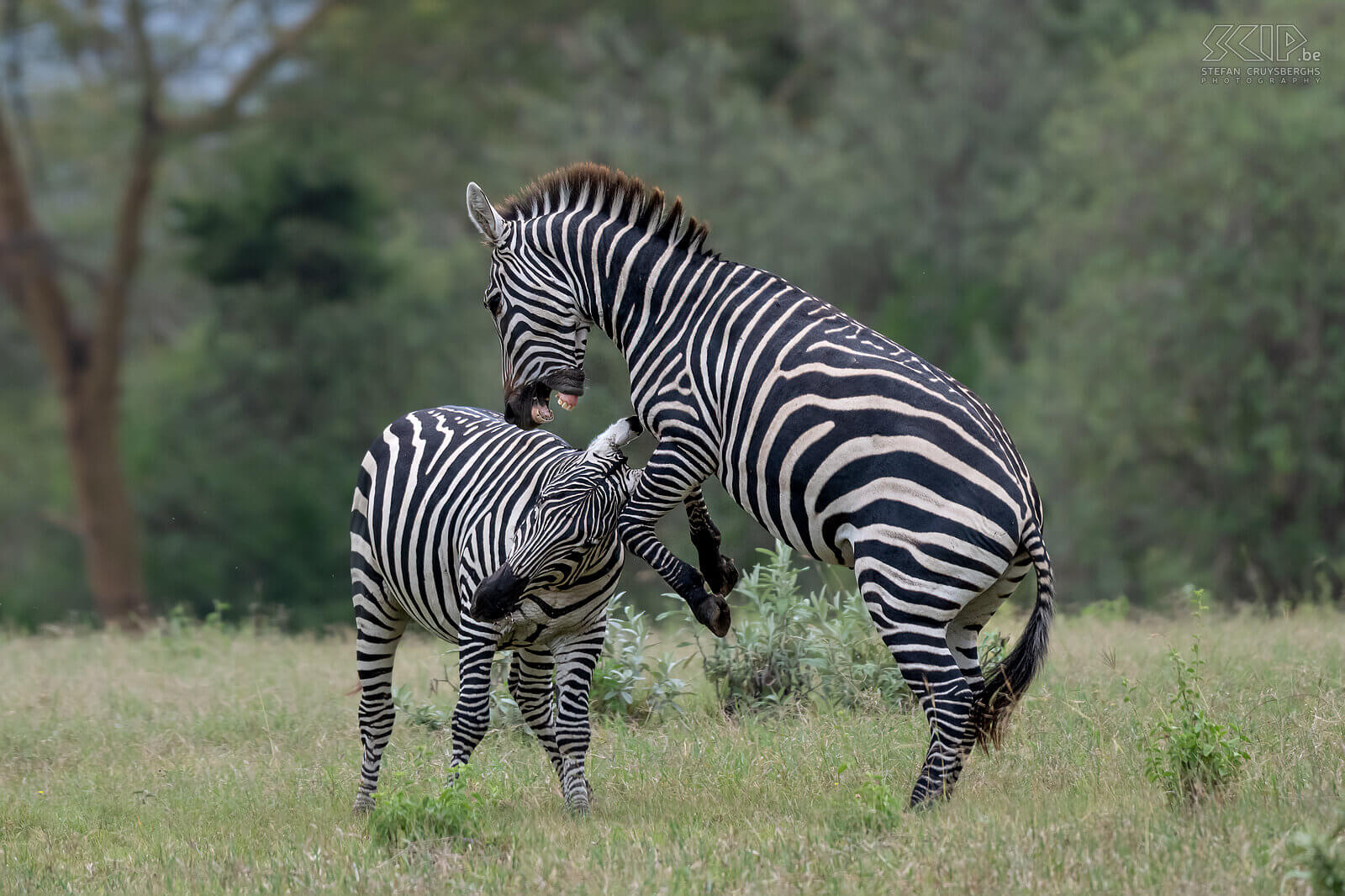 Soysambu - Vechtende zebra's Zebra's zijn sociale dieren die in kleine groepen leven, zogenaamde harems. De harems bestaan uit een mannetje met enkele wijfjes en hun jongen. Af en toe gaat het er echter heftig aan toe als jongen hengsten strijden om hun positie. Wij zagen in Soysambu twee steppezebra's een fel gevecht aangaan. Zebragevechten bestaan voornamelijk uit het bijten in de voor- of achterpoot of nek van de tegenstander. Het meest spectaculaire was als ze op hun achterpoten gingen staan om met te worstelen en te bijten. Af en toe schopten ze met hun achterpoten, wat het meest gevaarlijk is om serieuze verwondingen op te lopen. Stefan Cruysberghs